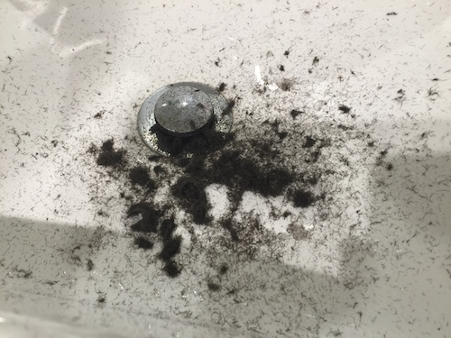 Sink full of hair from my 'clean' Bald Eagle